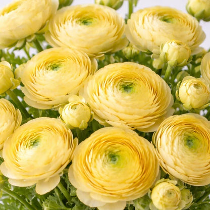 Light Yellow Ranunculus Flower seeds for Planting Long Bloom Season Heirloom & GMO Free Seeds for Home Garden