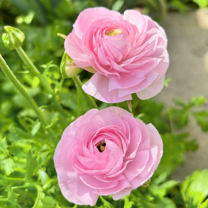 Baby Pink Ranunculus Flower seeds for Planting Cottage Garden Essential Heirloom & GMO Free Seeds for Home Garden