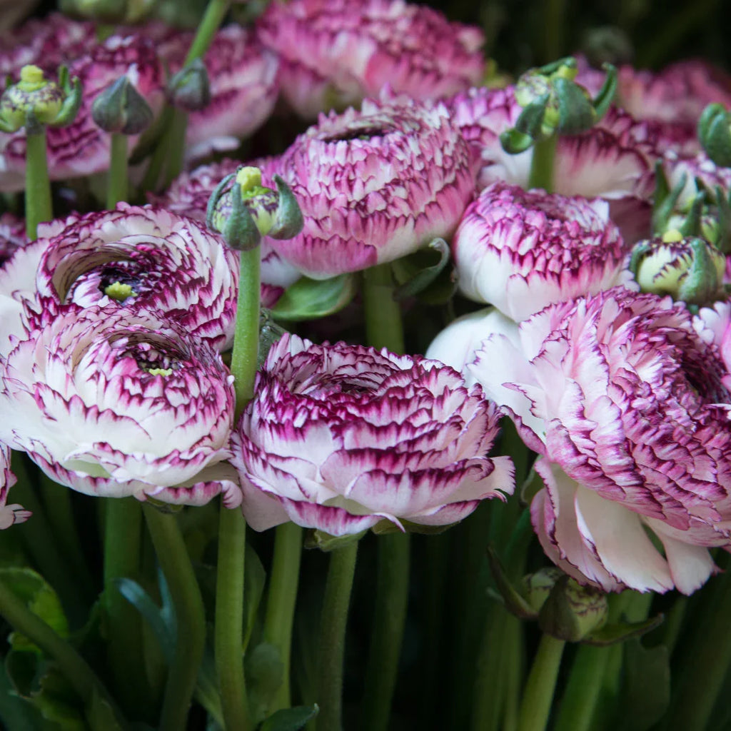 Premium Purple White Ranunculus Flower seeds for Planting Hardy Variety, Heirloom & GMO Free Seeds for Home Garden seeds