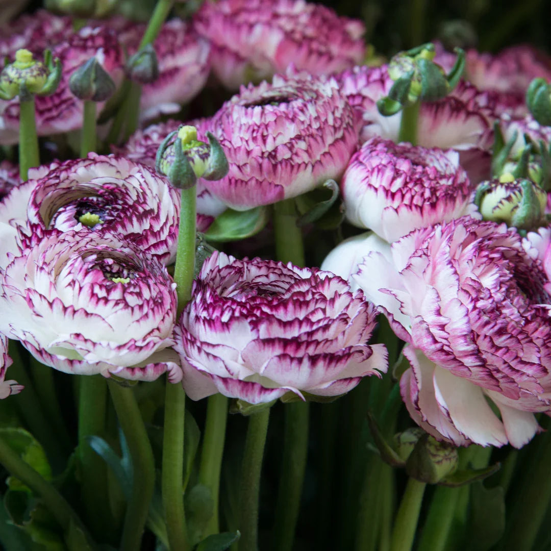 Premium Purple White Ranunculus Flower seeds for Planting Hardy Variety, Heirloom & GMO Free Seeds for Home Garden seeds