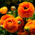 Yellow Red Ranunculus Flower seeds for Planting Perfect for Borders, Heirloom & GMO Free Seeds for Home Garden seeds for planting