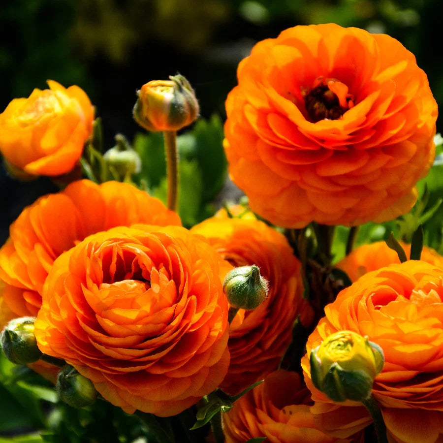 Yellow Red Ranunculus Flower seeds for Planting Perfect for Borders, Heirloom & GMO Free Seeds for Home Garden seeds for planting