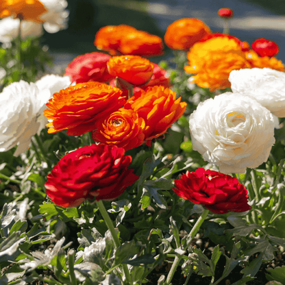 Ranunculus Flower seeds for Planting Premium Quality Heirloom & GMO Free Seeds for Home Garden 
 
 Sale for planting in home garden