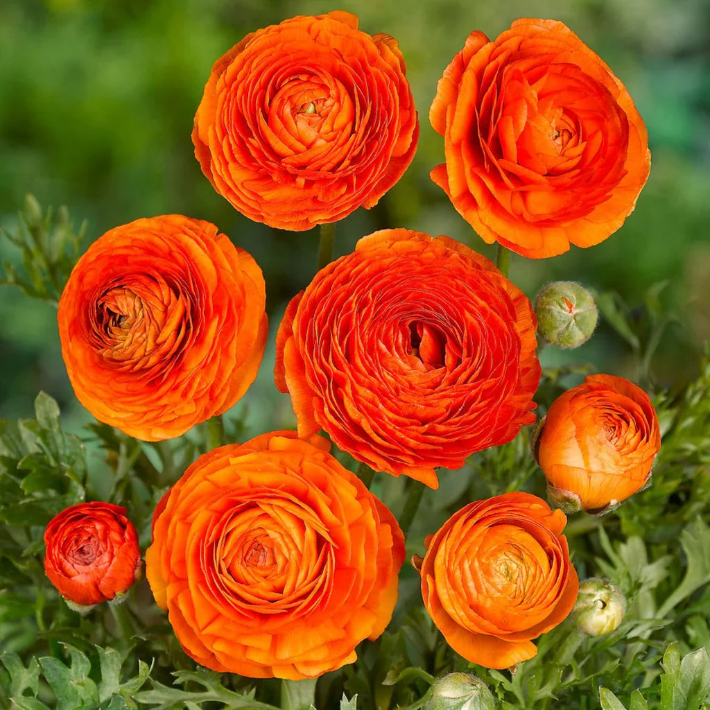 High quality Yellow Red Ranunculus Flower seeds for Planting Perfect for Borders, Heirloom & GMO Free Seeds for Home Garden seeds pack