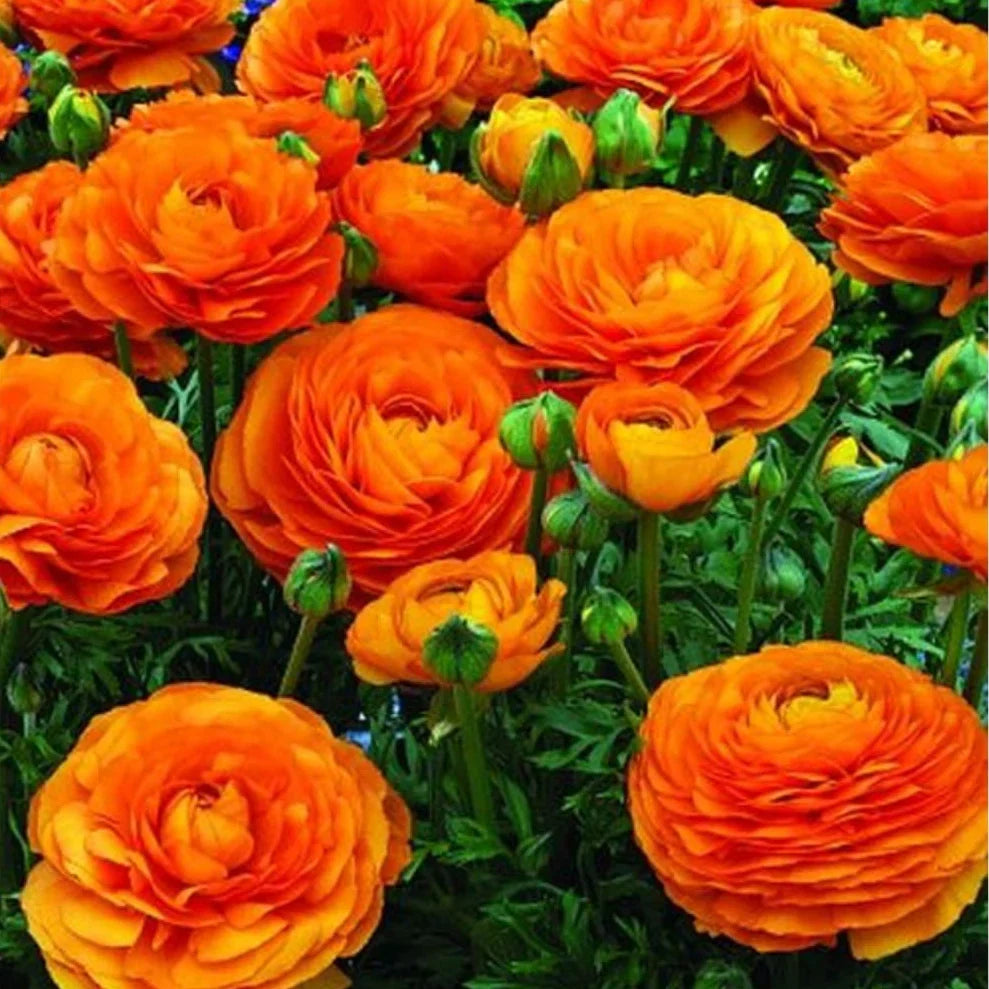 Premium Red Yellow Ranunculus Flower seeds for Planting Sun Loving, Heirloom & GMO Free Seeds for Home Garden seeds