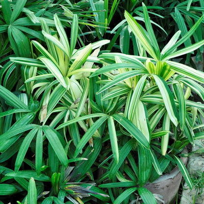 Rhapis Flower seeds for Planting Premium Quality Heirloom & GMO Free Seeds for Home Garden