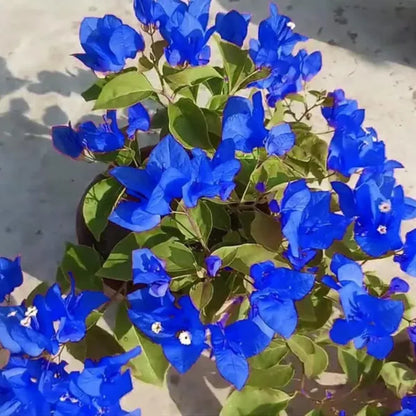 Blue Spectabilis Flower seeds for Planting - Garden Favorite, Heirloom & GMO Free Seeds for Home Garden
