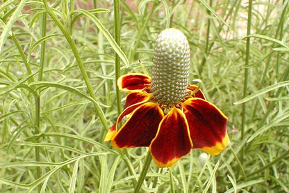 Ratibida Flower seeds for Planting Long Bloom Season Heirloom & GMO Free Seeds for Home Garden