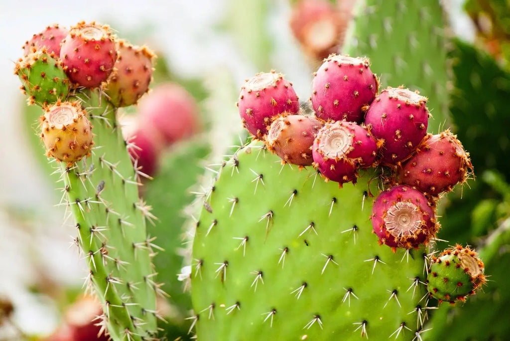 Pink Opuntia Flower seeds for Planting Colorful Display, Heirloom & GMO Free Seeds for Home Garden vegetable and garden seeds