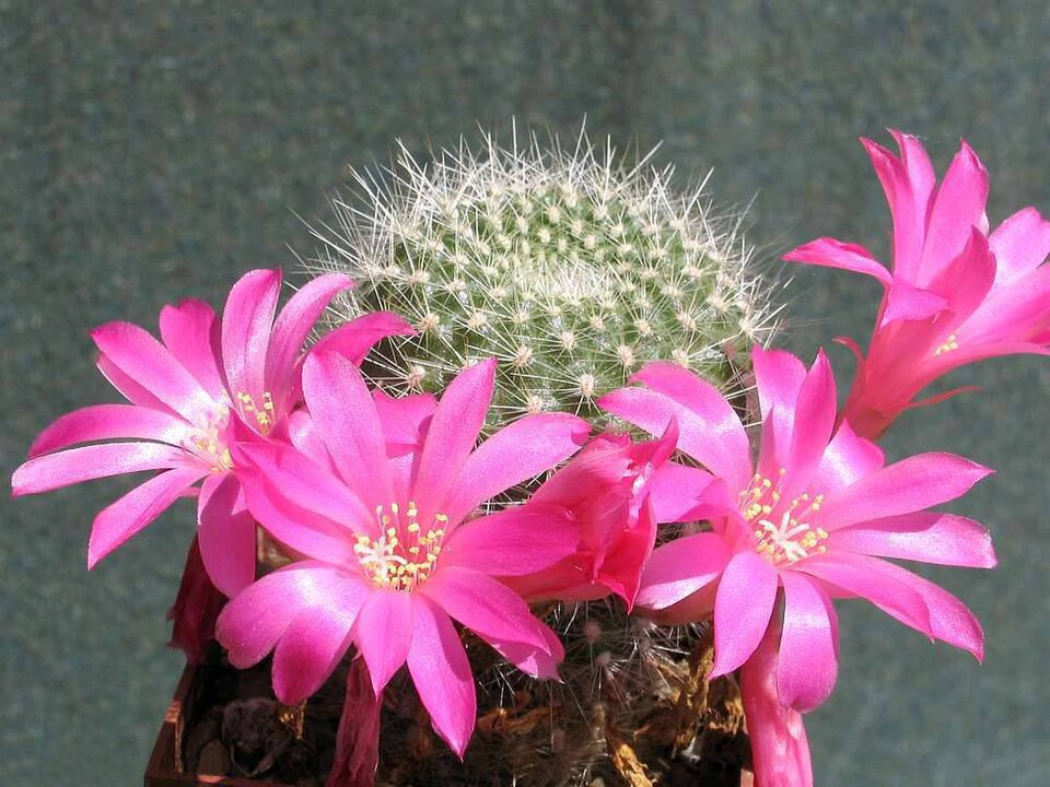 Premium Pink Rebutia Violaciflora Flower seeds for Planting Cottage Garden Essential, Heirloom & GMO Free Seeds for Home Garden seeds
