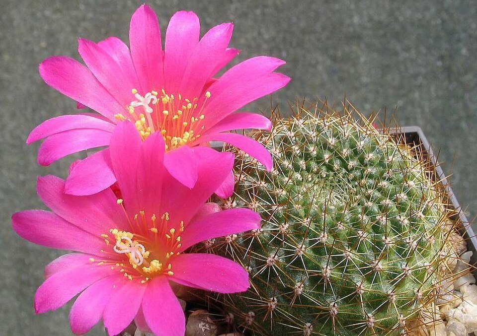 Pink Rebutia Violaciflora Flower seeds for Planting Cottage Garden Essential, Heirloom & GMO Free Seeds for Home Garden vegetable and garden seeds