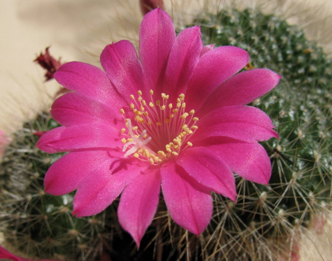 High quality Pink Rebutia Violaciflora Flower seeds for Planting Cottage Garden Essential, Heirloom & GMO Free Seeds for Home Garden seeds pack