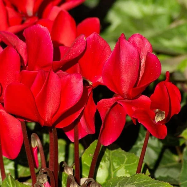 Red Cyclamen Flower seeds for Planting Vibrant Colors Heirloom & GMO Free Seeds for Home Garden