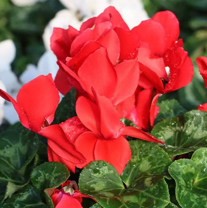 Red Cyclamen Flower seeds for Planting Vibrant Colors Heirloom & GMO Free Seeds for Home Garden