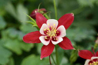 Columbine Viridiflora Flower seeds for Planting Drought Tolerant Heirloom & GMO Free Seeds for Home Garden