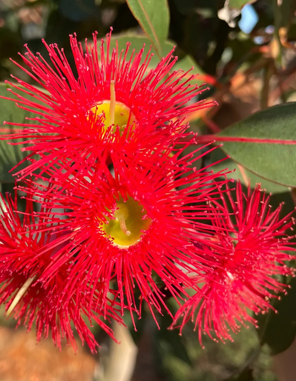 Ficifolia Flower seeds for Planting Premium Quality, Heirloom & GMO Free Seeds for Home Garden seeds for planting