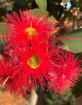 Ficifolia Flower seeds for Planting Premium Quality, Heirloom & GMO Free Seeds for Home Garden seeds for planting