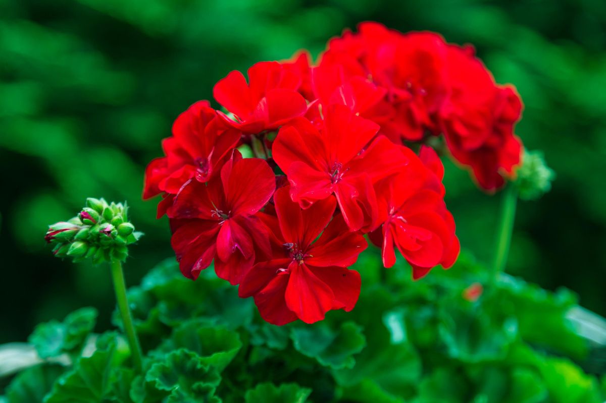 Geranium Flower Seeds: Essential Planting Guide