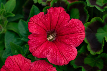 Petunia Supercascade Red Flower seeds for Planting - Wildflower Mix, Heirloom & GMO Free Seeds for Home Garden