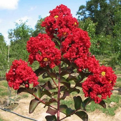 Lagerstroemia Flower seeds for Planting Shade Tolerant Heirloom & GMO Free Seeds for Home Garden