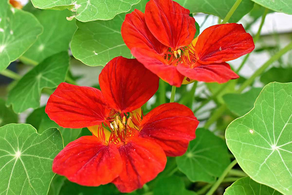 Red Nasturtium Flower seeds for Planting Wildflower Mix, Heirloom & GMO Free Seeds for Home Garden vegetable and garden seeds