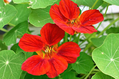 Red Nasturtium Flower seeds for Planting Wildflower Mix, Heirloom & GMO Free Seeds for Home Garden vegetable and garden seeds
