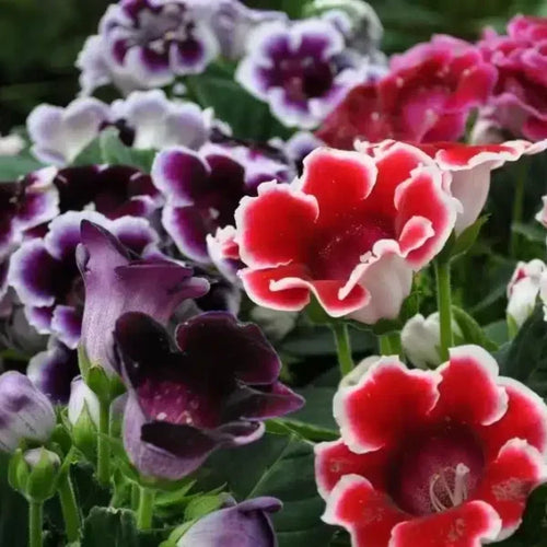 Premium Burgundy Gloxinia Flower seeds for Planting Cut Flower Favorite, Heirloom & GMO Free Seeds for Home Garden seeds
