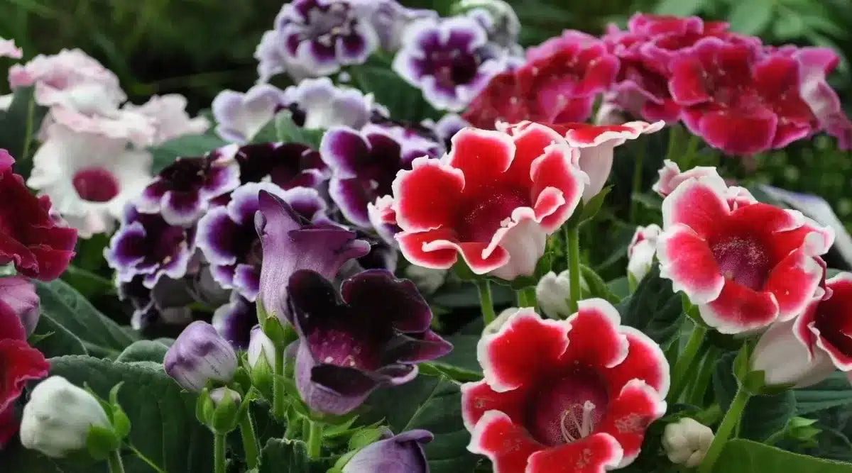 High quality White Orange Gloxinia Flower seeds for Planting Cottage Garden Essential, Heirloom & GMO Free Seeds for Home Garden seeds pack