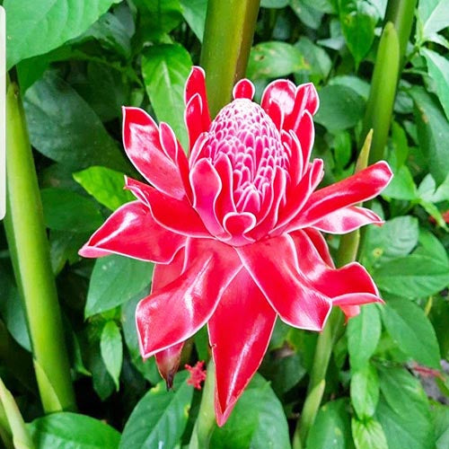 Premium Pink Torch Ginger Flower seeds for Planting Pollinator Friendly, Heirloom & GMO Free Seeds for Home Garden seeds