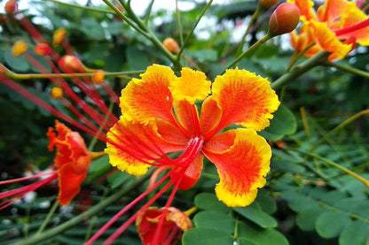 Barbados Flower seeds for Planting Perfect for Borders Heirloom & GMO Free Seeds for Home Garden