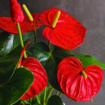 Anthurium Andraeanum Red Flower Seeds for Planting