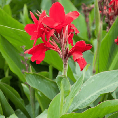 Canna Flower seeds for Planting Long Bloom Season Heirloom & GMO Free Seeds for Home Garden