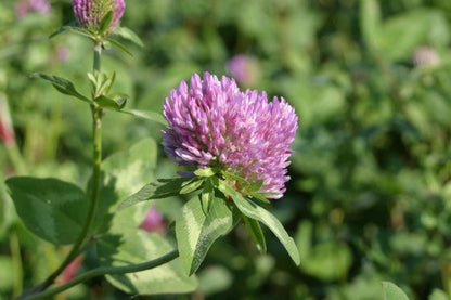 Heirloom Persian Clover Flower seeds for Planting Hardy Variety Heirloom & GMO Free Seeds for Home Garden