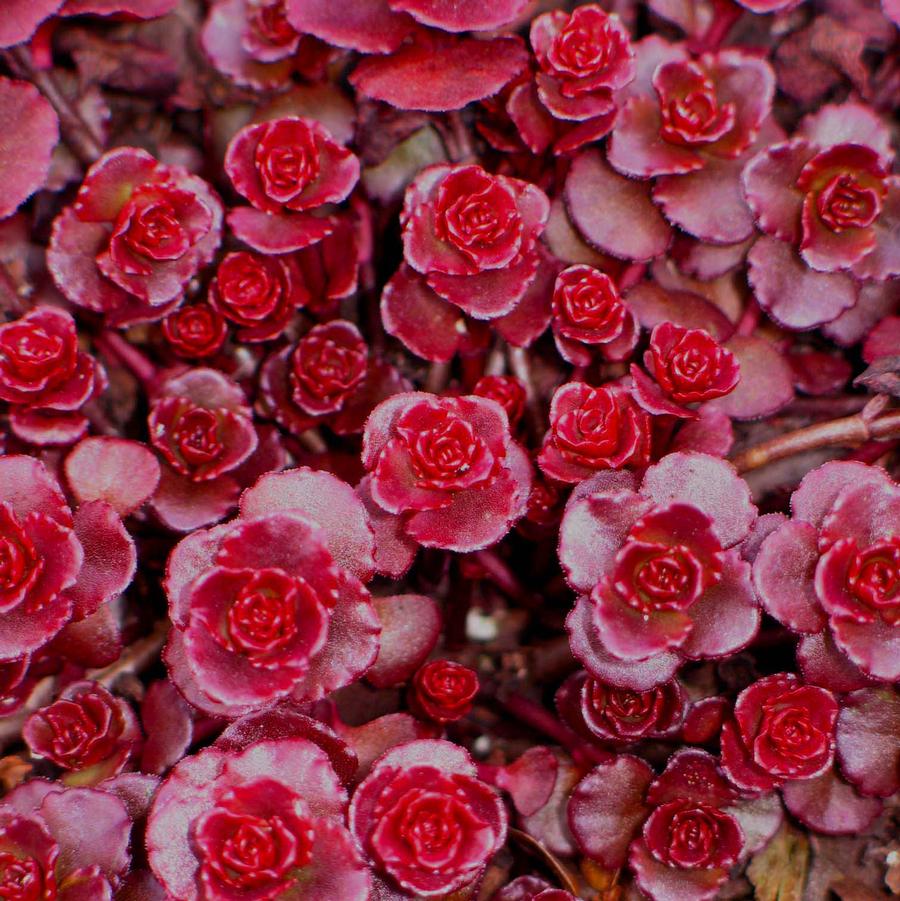Sedum Carpet Flower seeds for Planting Easy to Grow Heirloom & GMO Free Seeds for Home Garden
