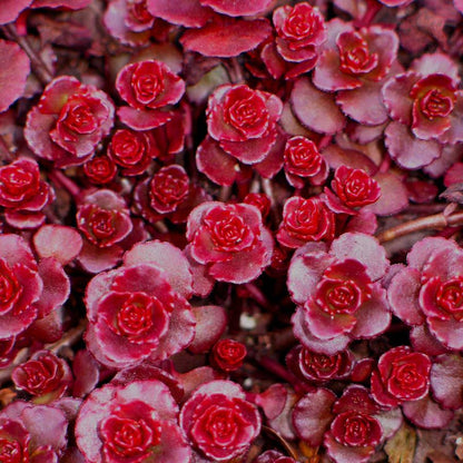 Sedum Carpet Flower seeds for Planting Easy to Grow Heirloom & GMO Free Seeds for Home Garden