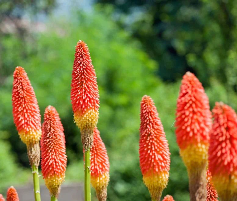 Heirloom Poker Flower seeds for Planting Pollinator Friendly Heirloom & GMO Free Seeds for Home Garden