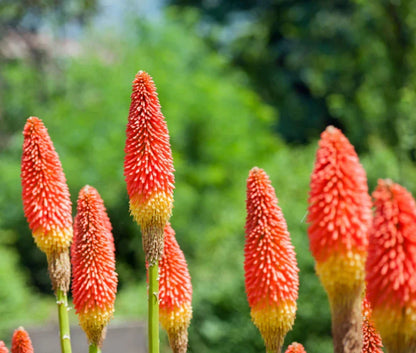 Heirloom Poker Flower seeds for Planting Pollinator Friendly Heirloom & GMO Free Seeds for Home Garden