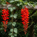 Red Jade Vine (Mucuna Bennettii) Flower seeds for Planting Pollinator Friendly, Heirloom & GMO Free Seeds for Home Garden seeds for planting