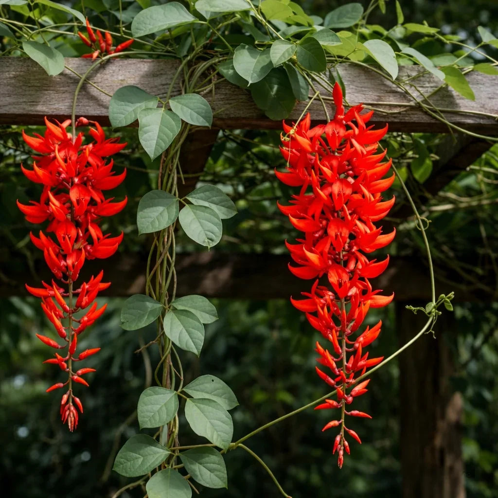 Red Jade Vine (Mucuna Bennettii) Flower seeds for Planting Pollinator Friendly, Heirloom & GMO Free Seeds for Home Garden seeds for planting