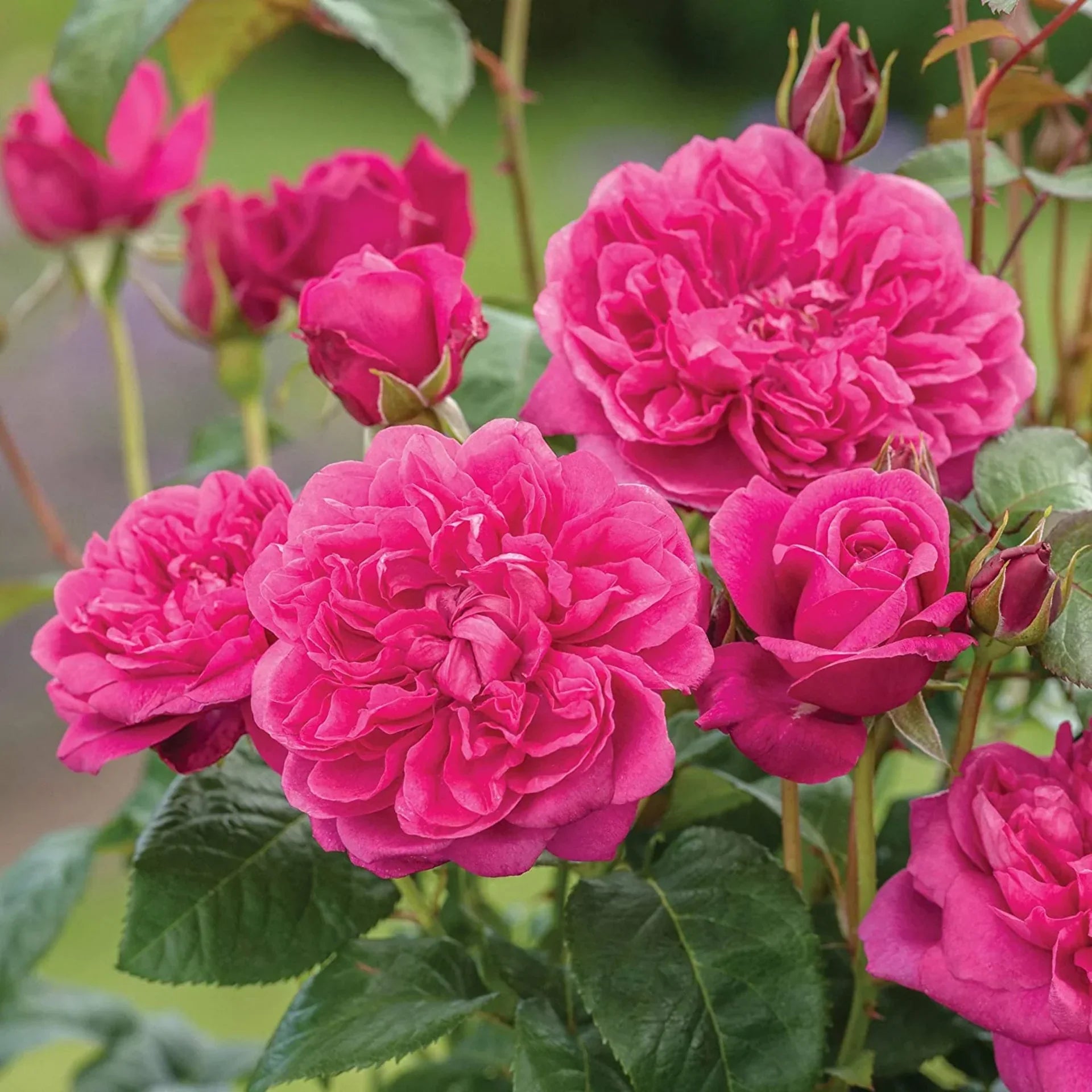 Red Pink Climbing Rose Flower seeds for Planting Bright Blooms, Heirloom & GMO Free Seeds for Home Garden Sale vegetable and garden seeds