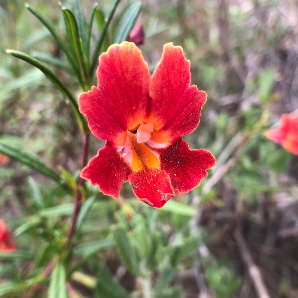 Red Monkey Flower seeds for Planting Compact Growth, Heirloom & GMO Free Seeds for Home Garden seeds for planting
