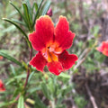 Red Monkey Flower seeds for Planting Compact Growth, Heirloom & GMO Free Seeds for Home Garden seeds for planting