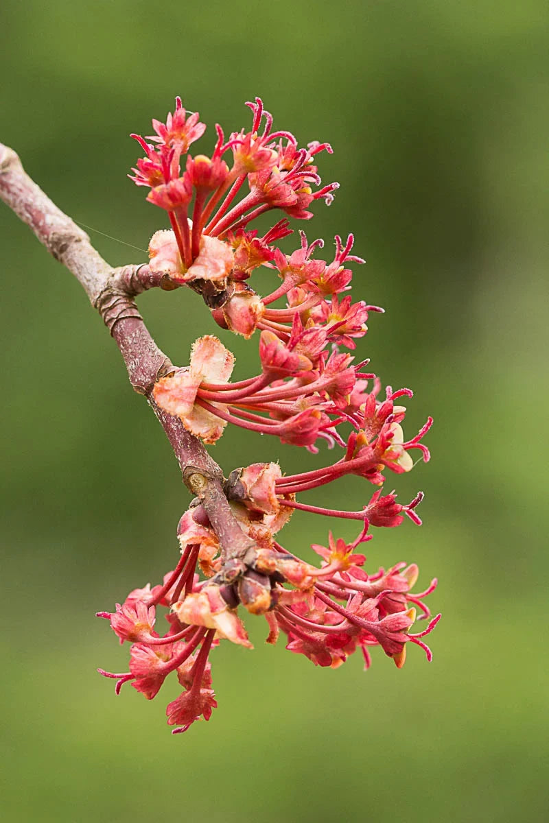 Maple Flower seeds for Planting Hardy Variety, Heirloom & GMO Free Seeds for Home Garden seeds for planting