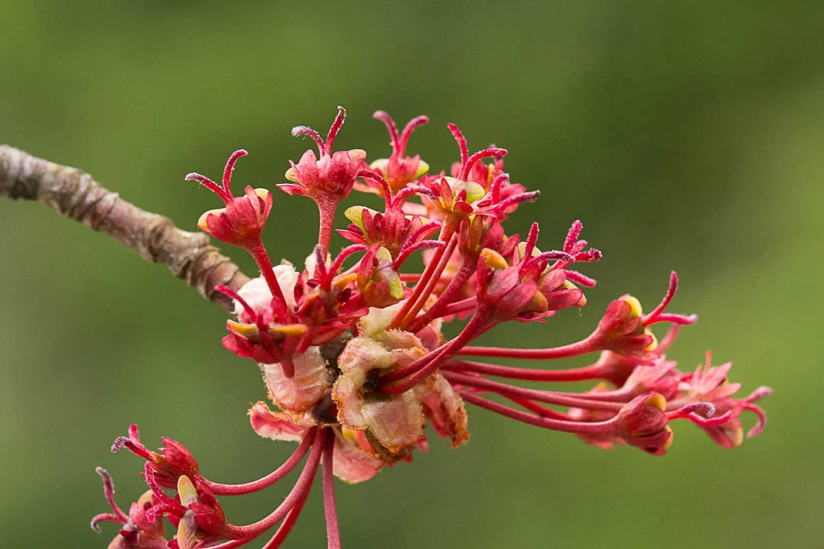 Premium Maple Flower seeds for Planting Hardy Variety, Heirloom & GMO Free Seeds for Home Garden seeds