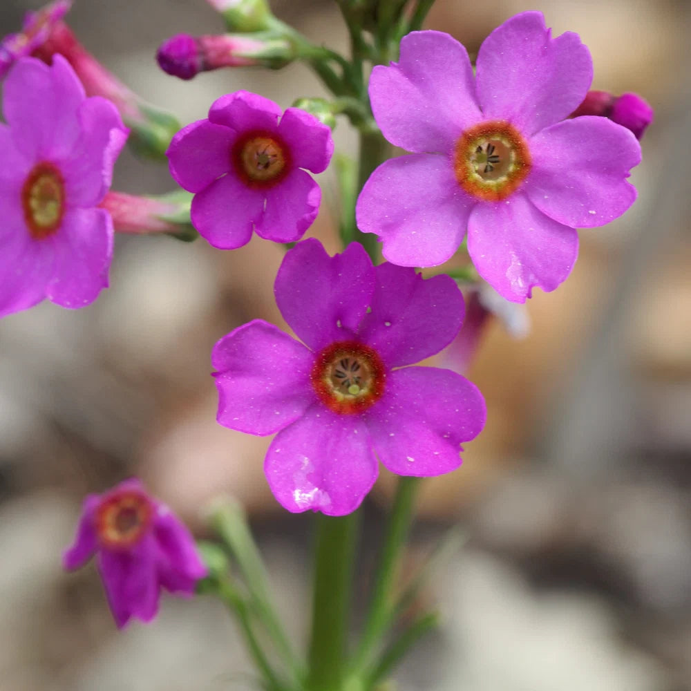 Primula Japonica Flower seeds for Planting Compact Growth Heirloom & GMO Free Seeds for Home Garden