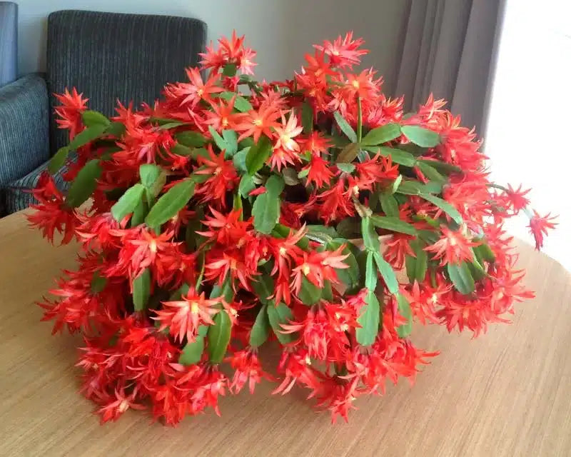 Premium Deep Red Schlumbergera Flower seeds for Planting Premium Quality, Heirloom & GMO Free Seeds for Home Garden seeds