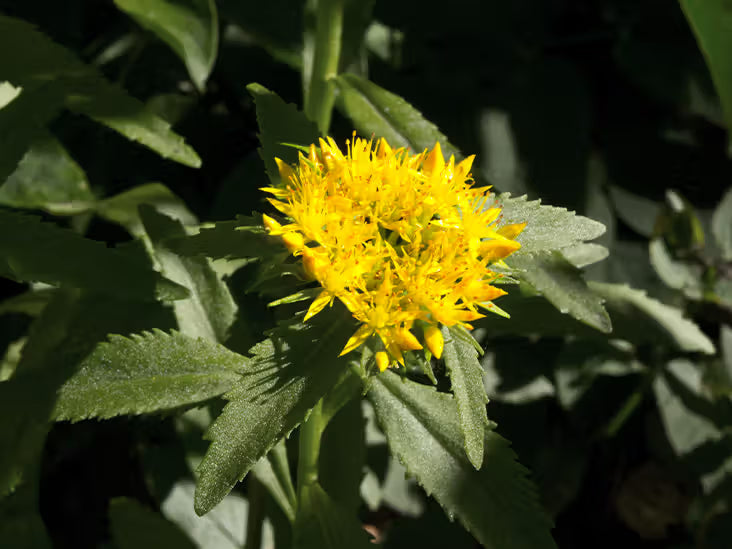 Rhodiola Rosea Flower seeds for Planting Easy to Grow Heirloom & GMO Free Seeds for Home Garden
