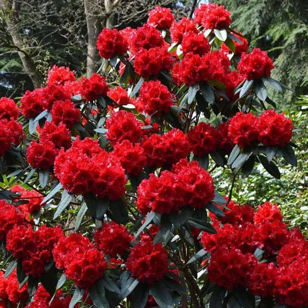 Red Rhododendron Flower seeds for Planting - Perfect for Borders, Heirloom & GMO Free Seeds for Home Garden