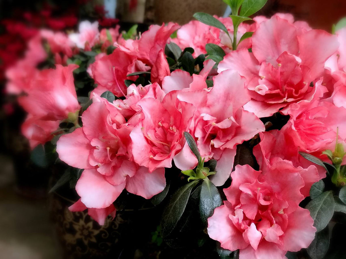 Simsii Bonsai Flower Seeds Planting Baby Pink