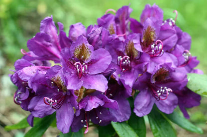 Rhododendron Flower Seeds For Planting Violet Brown